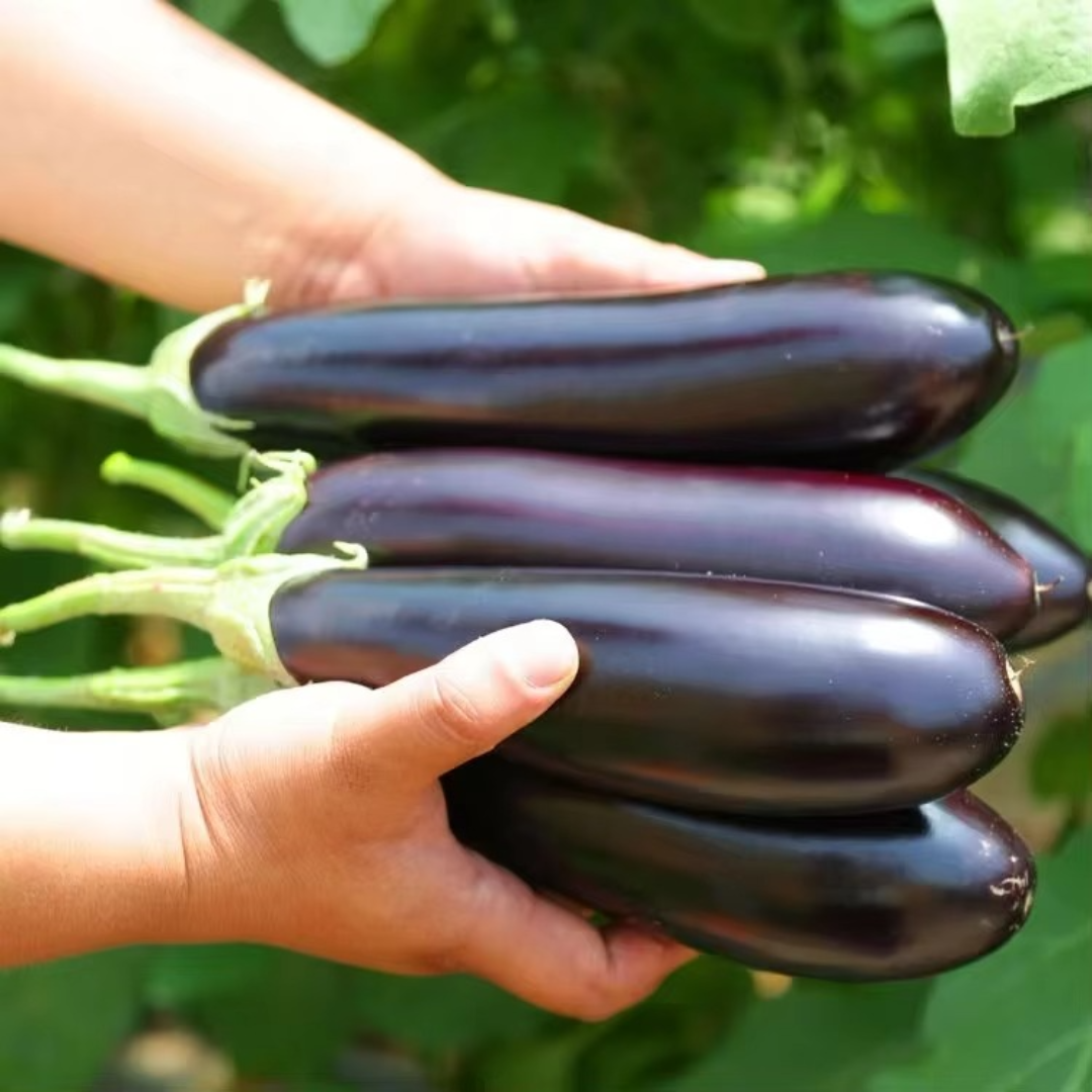 Giant Eggplant Seeds (BUY 1 GET 1 FREE)