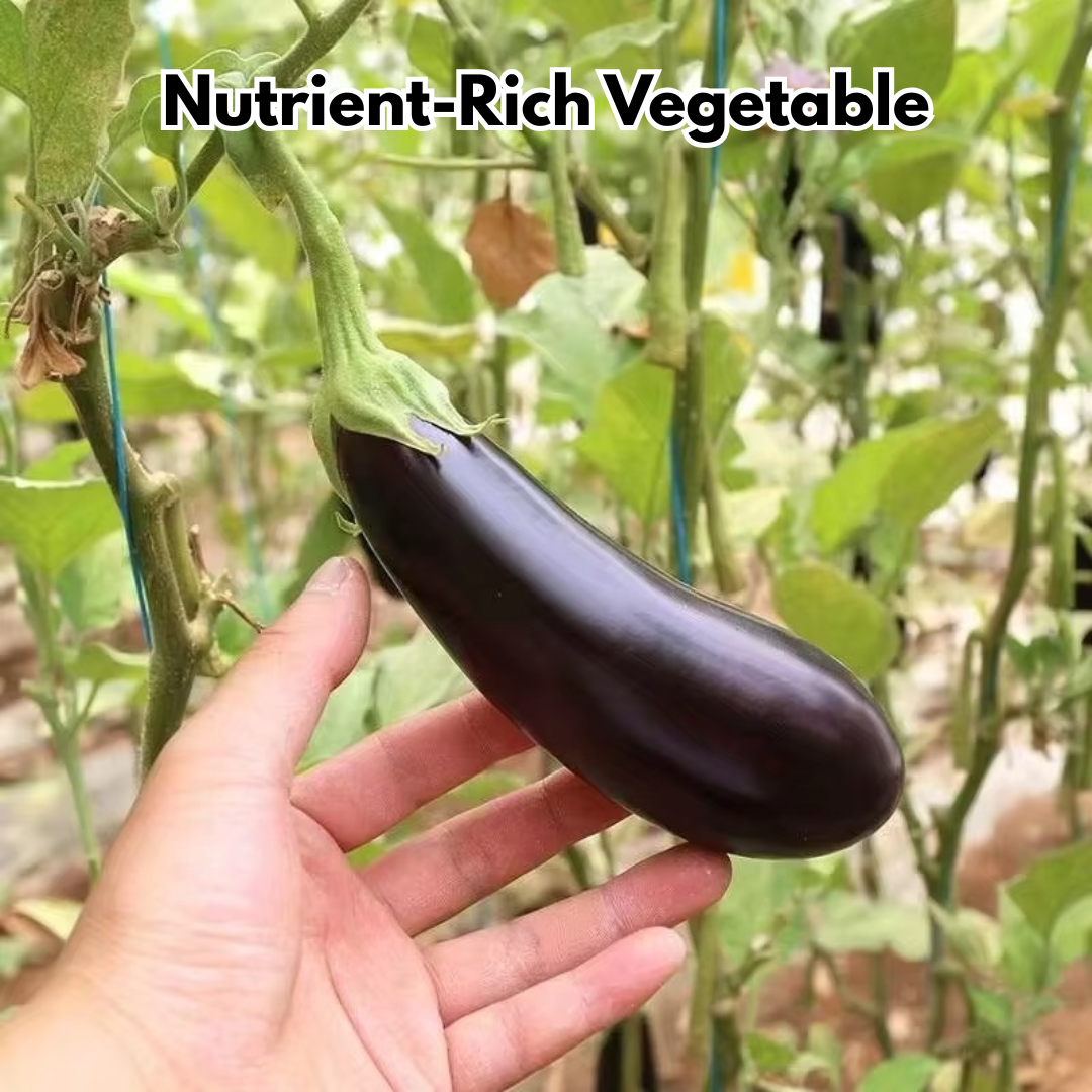 Giant Eggplant Seeds (BUY 1 GET 1 FREE)