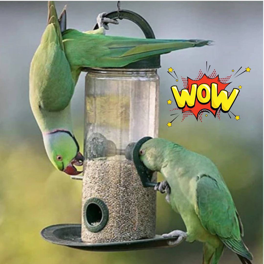 Bird Feeder (Buy1 Get1 Free)