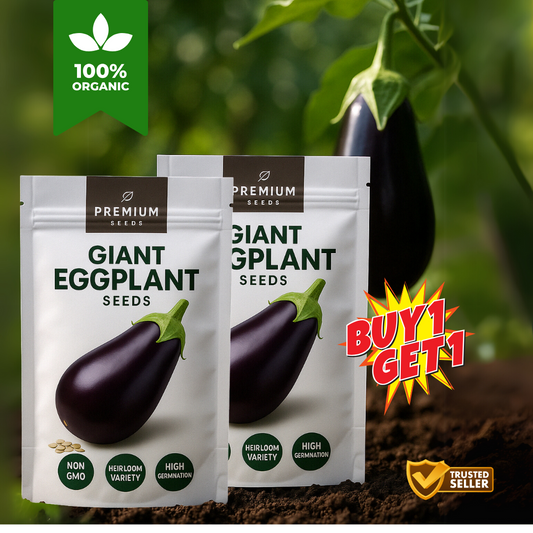 Giant Eggplant Seeds (BUY 1 GET 1 FREE)
