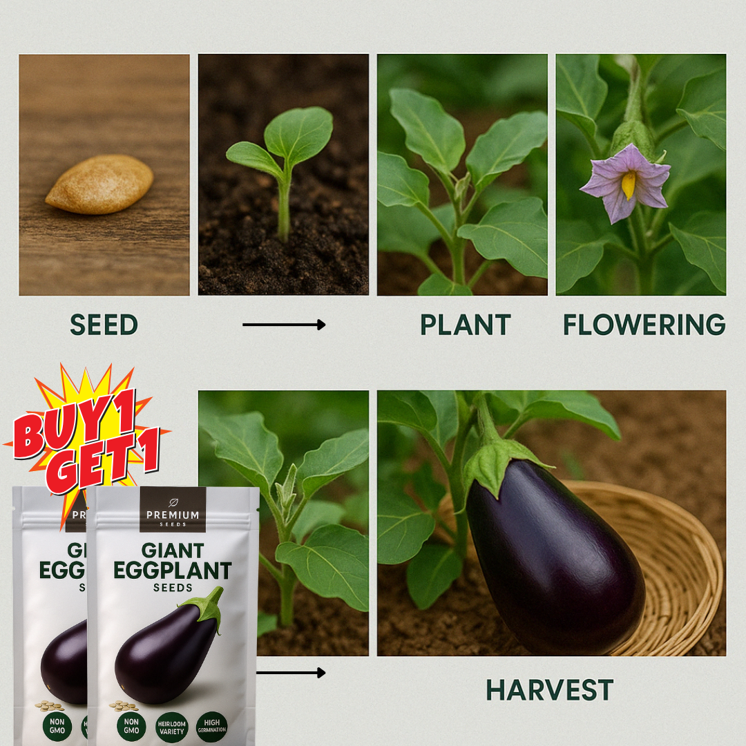 Giant Eggplant Seeds (BUY 1 GET 1 FREE)