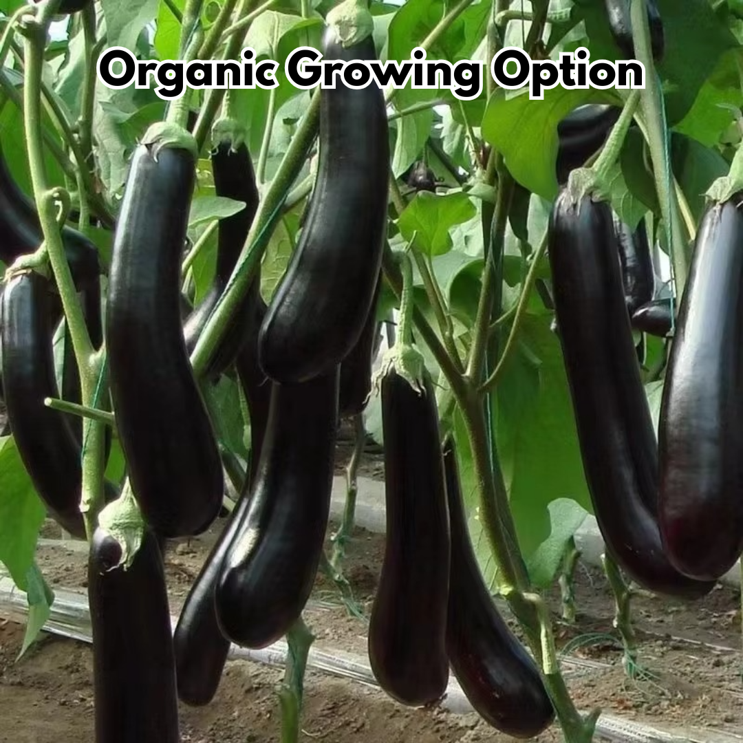 Giant Eggplant Seeds (BUY 1 GET 1 FREE)