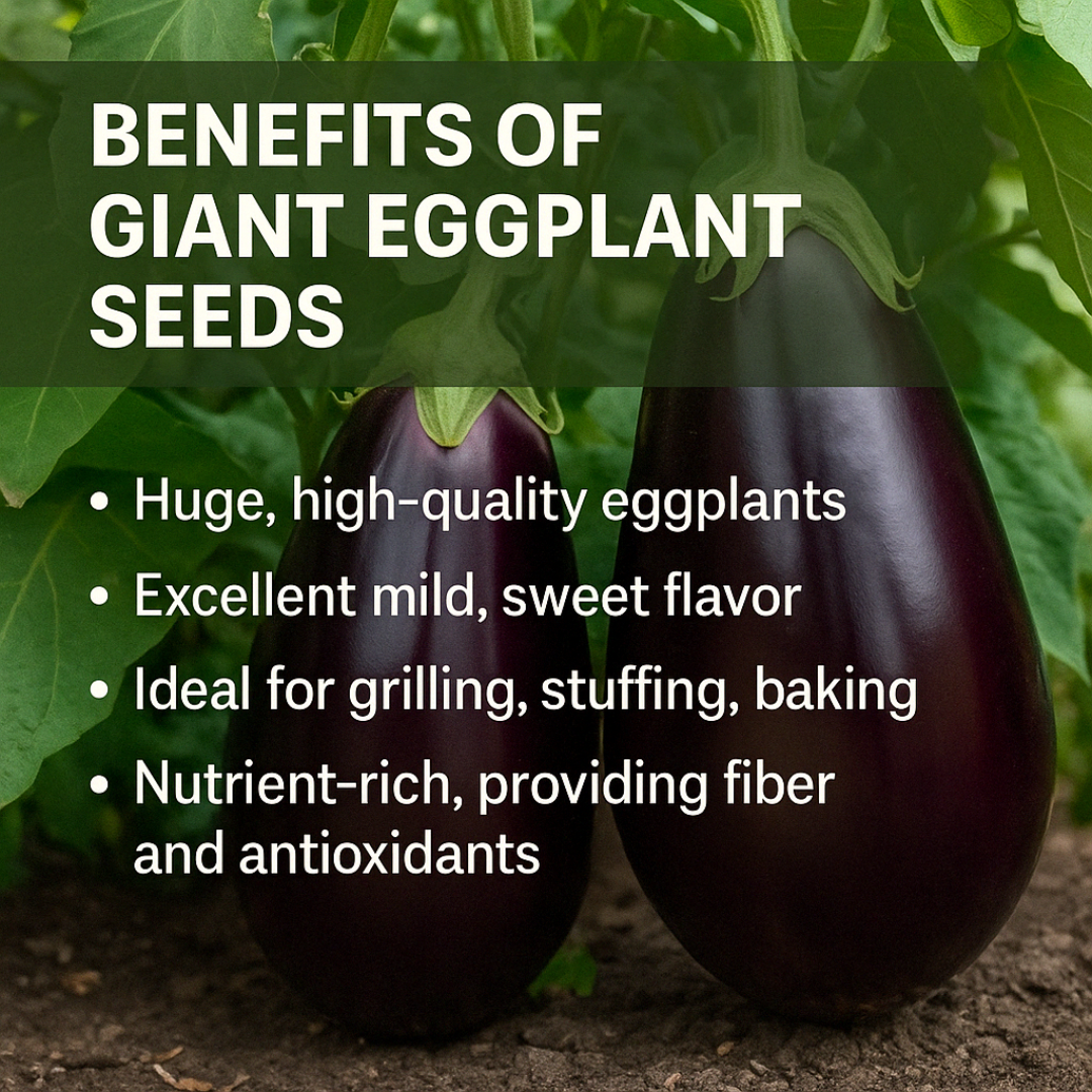 Giant Eggplant Seeds (BUY 1 GET 1 FREE)